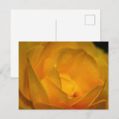 Carte Postale Pétales de rose jaune impressionnistes (Devant / Derrière)