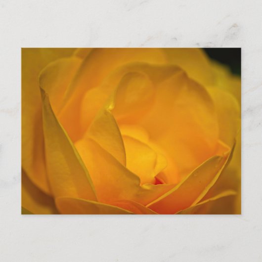 Carte Postale Pétales de rose jaune impressionnistes (Devant)