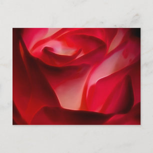 Carte Postale pétales de rose rouge