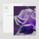 Carte Postale Pétales pourpres Rosebud Flower (Devant / Derrière)