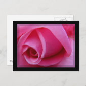 Carte Postale Pétales roses (Devant / Derrière)