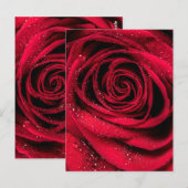 Carte Postale Pétales roses 1 (Devant / Derrière)