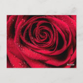 Carte Postale Pétales roses 1 (Dos)