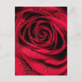 Carte Postale Pétales roses 1 (Devant)