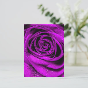 Carte Postale Pétales roses 2