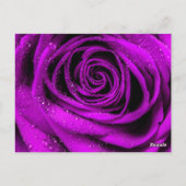 Carte Postale Pétales roses 2 (Dos)