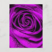 Carte Postale Pétales roses 2 (Devant)