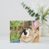 Carte Postale Peter Rabbit (Debout devant)