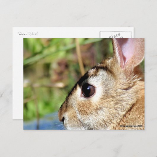 Carte Postale Peter Rabbit (Devant / Derrière)