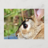 Carte Postale Peter Rabbit (Devant)