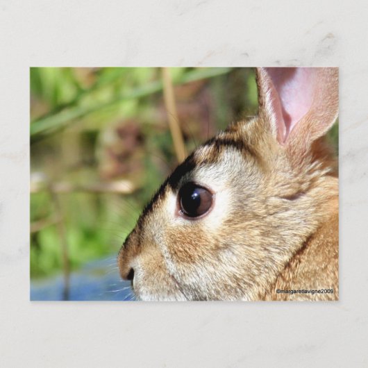 Carte Postale Peter Rabbit (Devant)