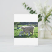 CARTE POSTALE PETIT AGNEAU (Debout devant)