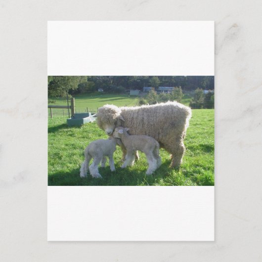 CARTE POSTALE PETIT AGNEAU (Devant)