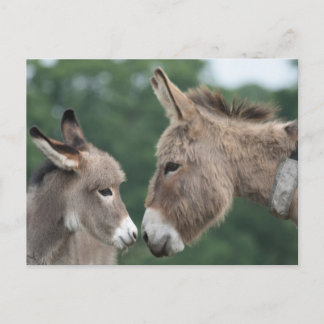 Carte Postale Petit âne