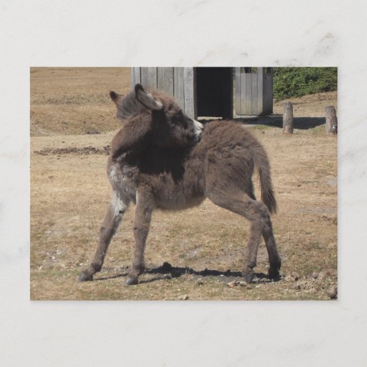 Carte Postale Petit âne (Devant)
