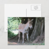 Carte Postale Petit âne (Devant / Derrière)