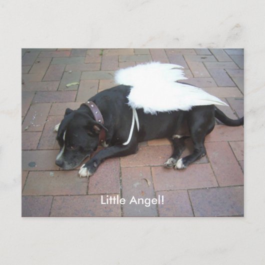 Carte Postale Petit Ange ! (Devant)