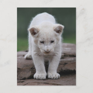Cartes Postales Lion Blanc Originales Zazzle Be