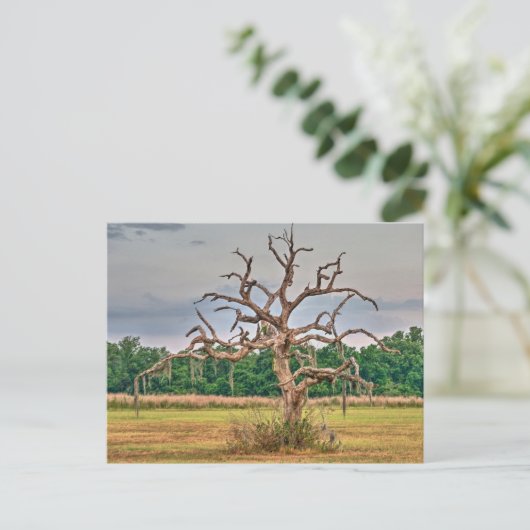 Carte Postale Petit arbre solitaire Haven d'hiver, Floride (Debout devant)