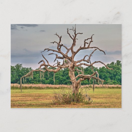 Carte Postale Petit arbre solitaire Haven d'hiver, Floride (Devant)