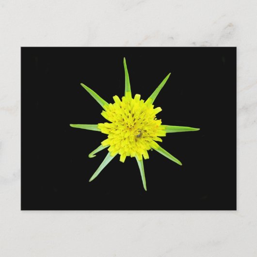 Carte postale Petit Barbe de Chèvre Fleur sauvage (Devant)