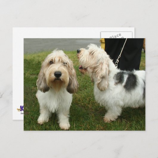 Carte Postale Petit Basette Griffon Vendeen (Devant / Derrière)