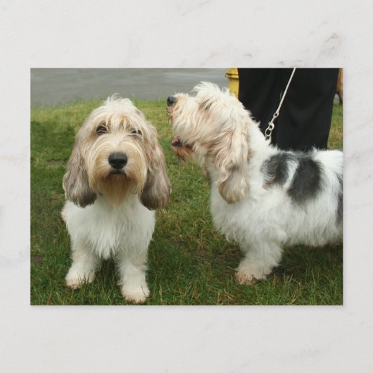 Carte Postale Petit Basette Griffon Vendeen (Devant)