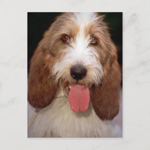 Carte Postale Petit Basset Griffon de Vendeen