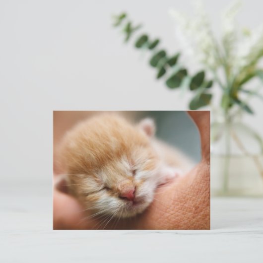 Carte Postale Petit bébé Kitten (Debout devant)