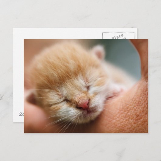 Carte Postale Petit bébé Kitten (Devant / Derrière)