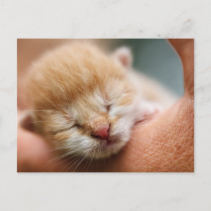 Carte Postale Petit bébé Kitten