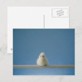 Carte Postale Petit bébé solitaire Animaux de compagnie Poulet a (Devant / Derrière)