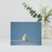 Carte Postale Petit bébé solitaire Animaux de compagnie Poulet a (Debout devant)