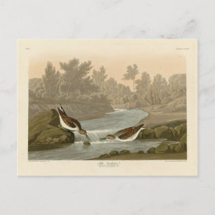 Carte Postale Petit bécasseau des oiseaux d'Amérique d'Audubon