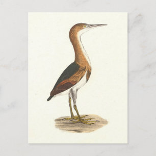 Carte Postale Petit Bittern (Ixobrychus exilis) Oiseaux de New Y