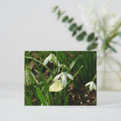 Carte Postale Petit blanc sur neige (Debout devant)