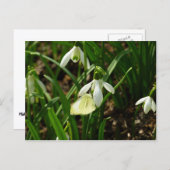 Carte Postale Petit blanc sur neige (Devant / Derrière)