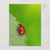 Carte Postale Petit Bug Lady (Devant)