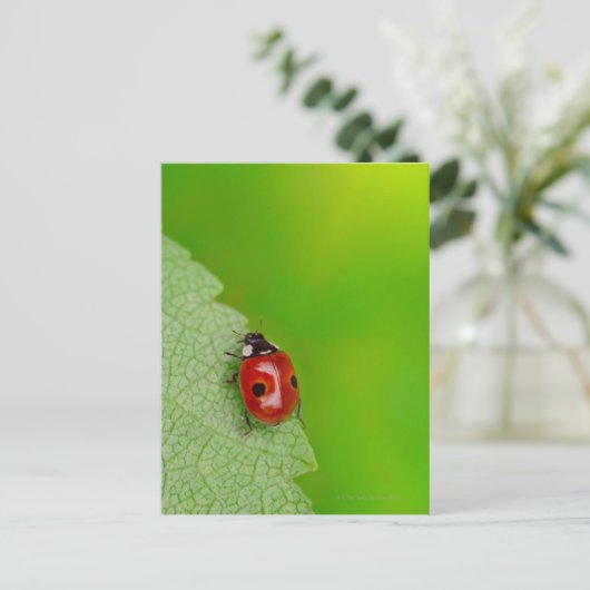 Carte Postale Petit Bug Lady (Debout devant)