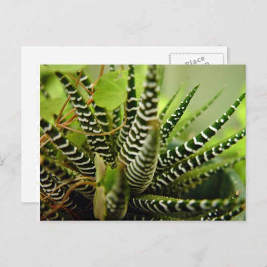 Carte Postale Petit cactus rayé vert Spiky (Devant / Derrière)