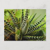 Carte Postale Petit cactus rayé vert Spiky (Devant)