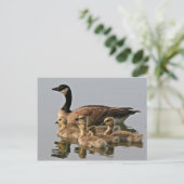 Carte Postale Petit Canada Goose Brood (Debout devant)