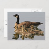 Carte Postale Petit Canada Goose Brood (Devant / Derrière)