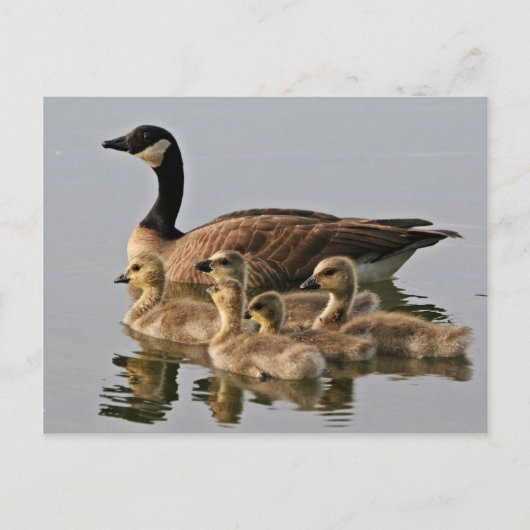 Carte Postale Petit Canada Goose Brood (Devant)