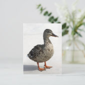 Carte Postale Petit canard (Debout devant)