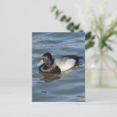 Carte Postale Petit canard à soupe (Debout devant)