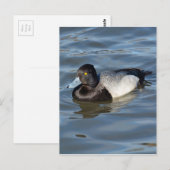 Carte Postale Petit canard à soupe (Devant / Derrière)