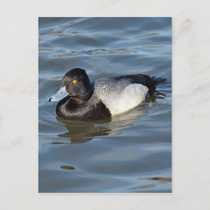 Carte Postale Petit canard à soupe