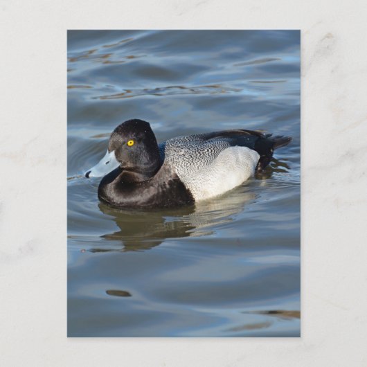 Carte Postale Petit canard à soupe (Devant)