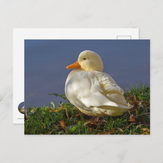 Carte Postale Petit canard blanc (Devant / Derrière)